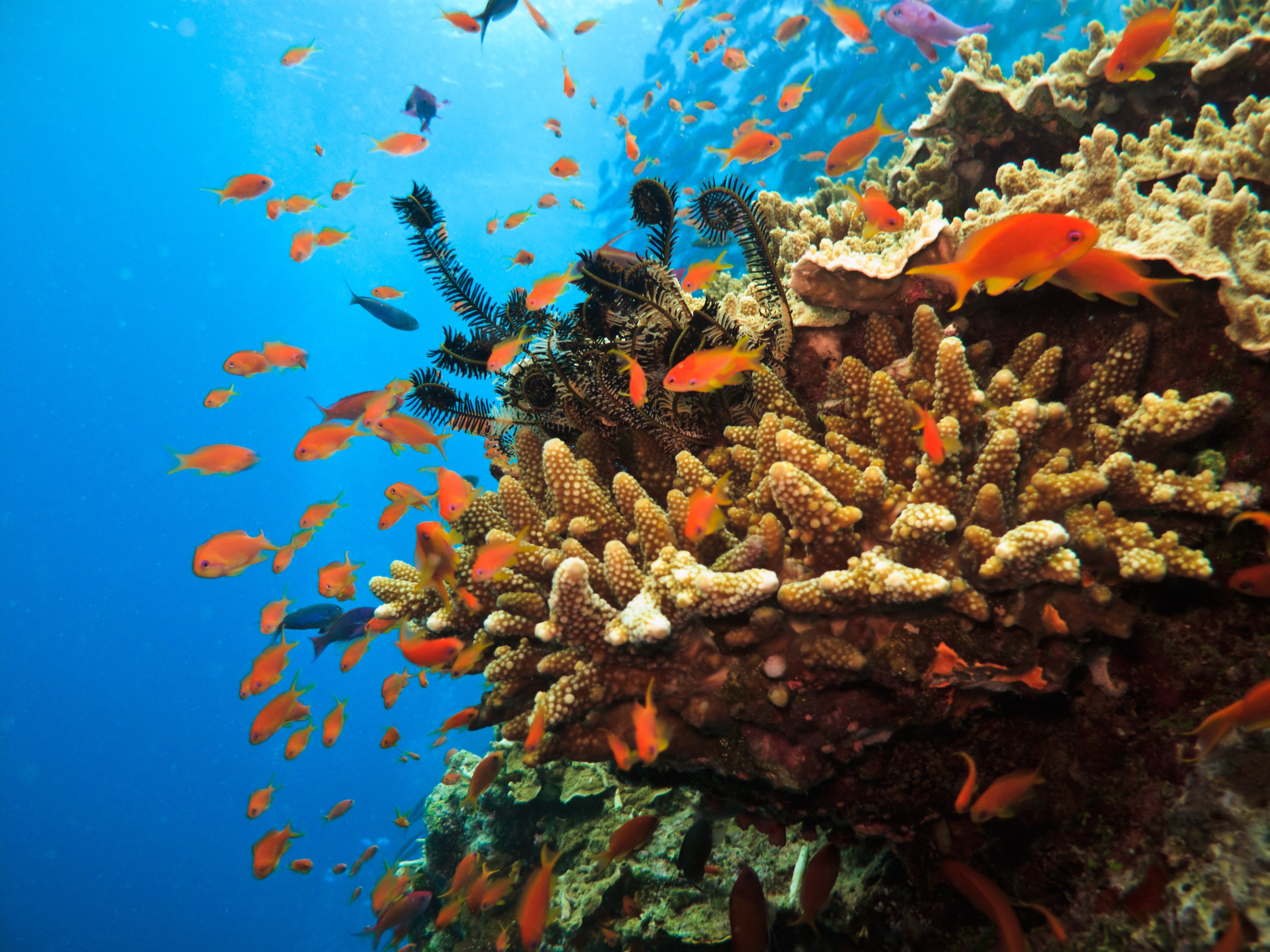 move great barrier reef